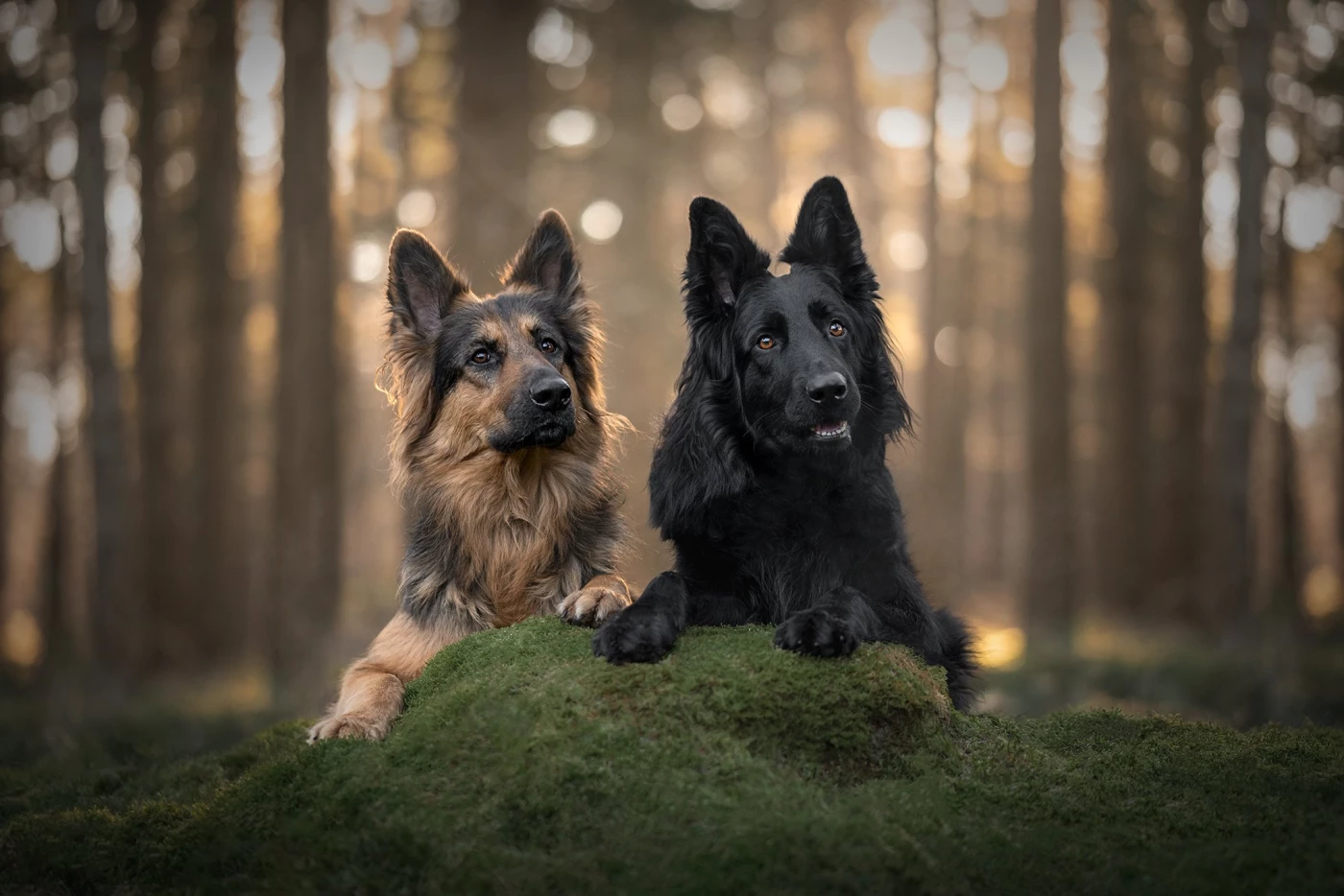 On a really cold day last January I had a clientshoot with Marjan and her handsome shepherds Daisy a...