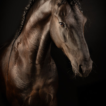 Photo de galerie 1