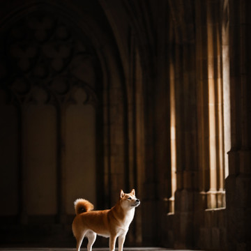Foto de galería 5