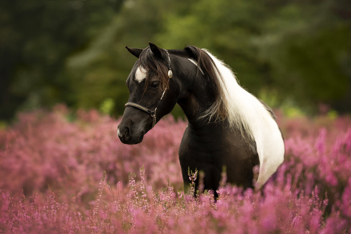 Collection 109 photo by Jettie Roest