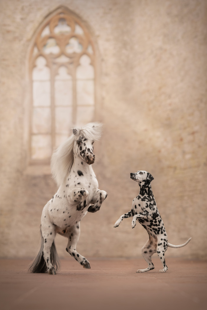 Collection 106 photo by Zuidema Renate