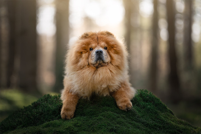 Collection 120 photo by Denise De Groen