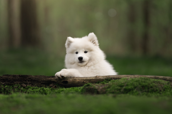Collection 121 photo by Denise De Groen