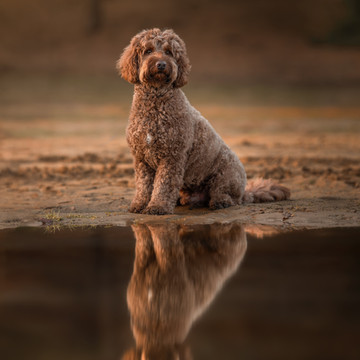 fotografie