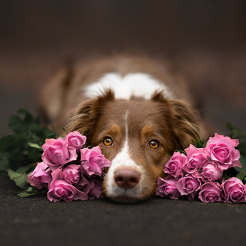 fotografie