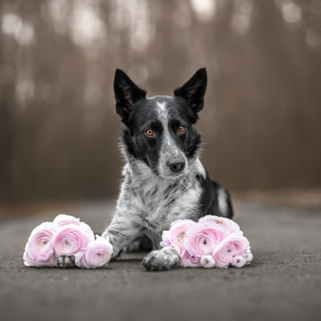 fotografie