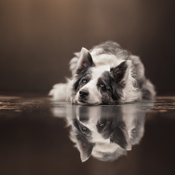 fotografie