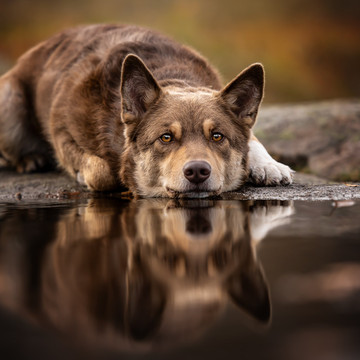 fotografie