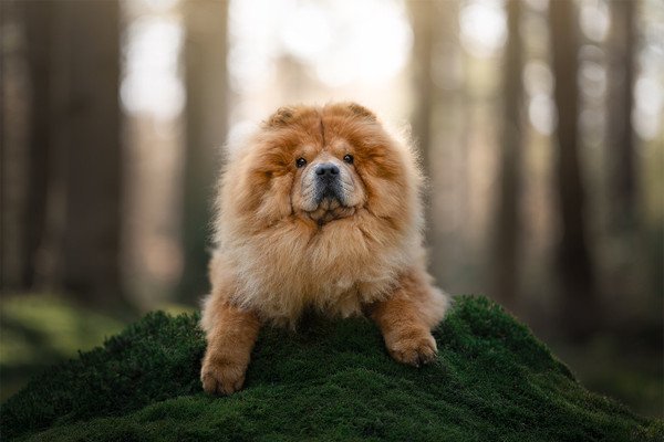 Collection 120 photo by Denise De Groen