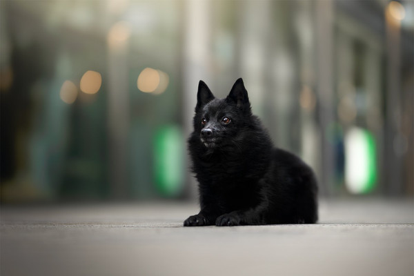 Collection 120 photo by Denise De Groen