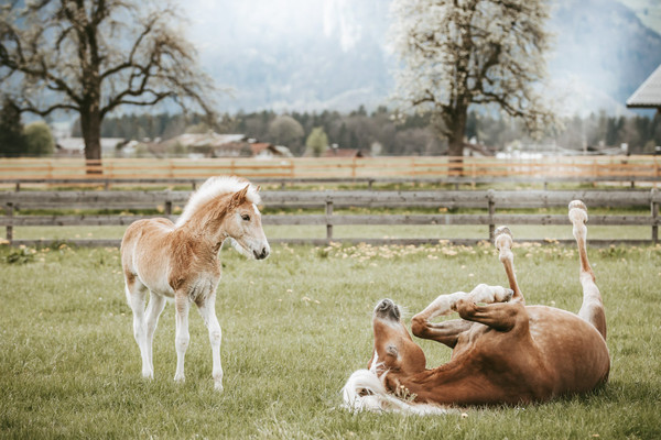 Collection 90 photo by Shirley Van Esch