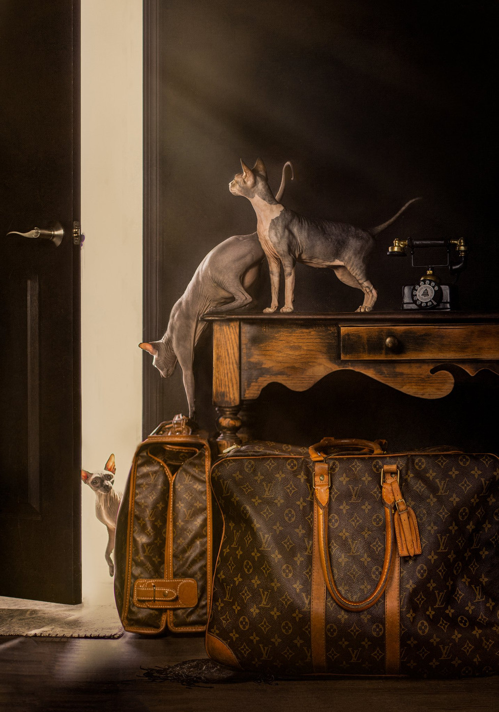 Collection 66 photo by Shelley Franklin