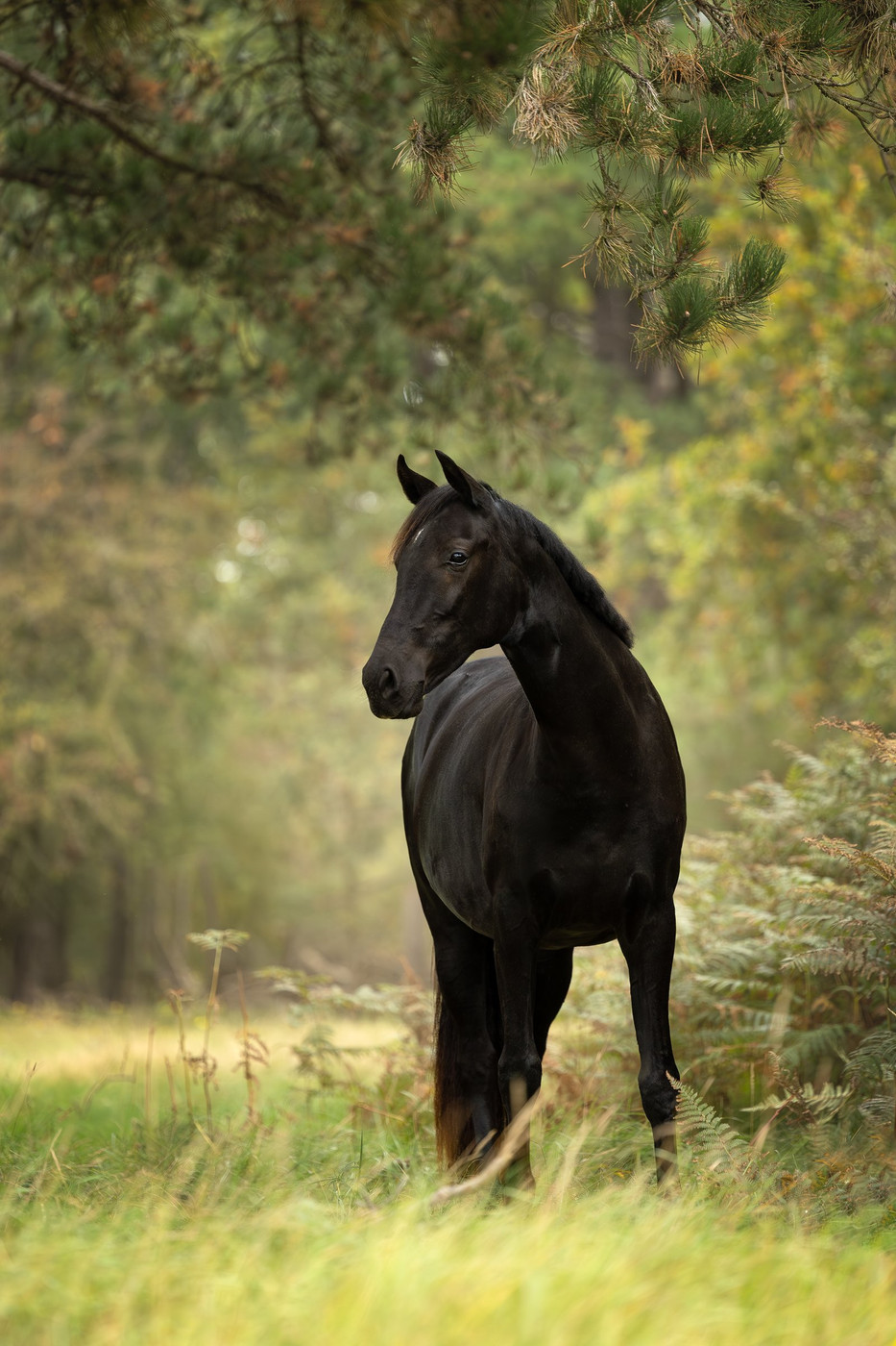 Collection 116 photo by Jettie Roest
