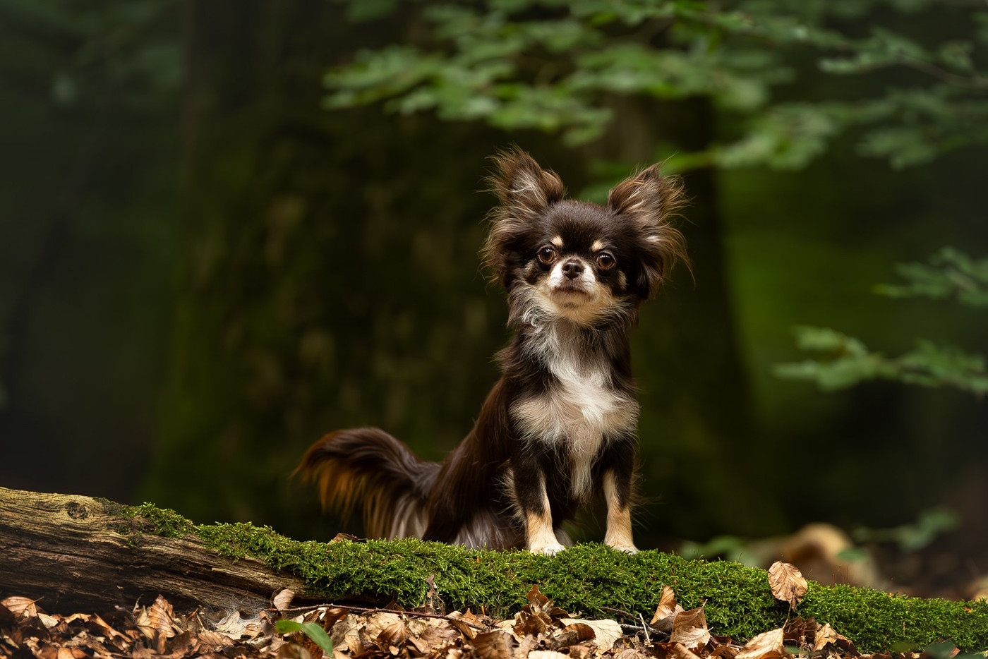Collection 120 photo by Jettie Roest