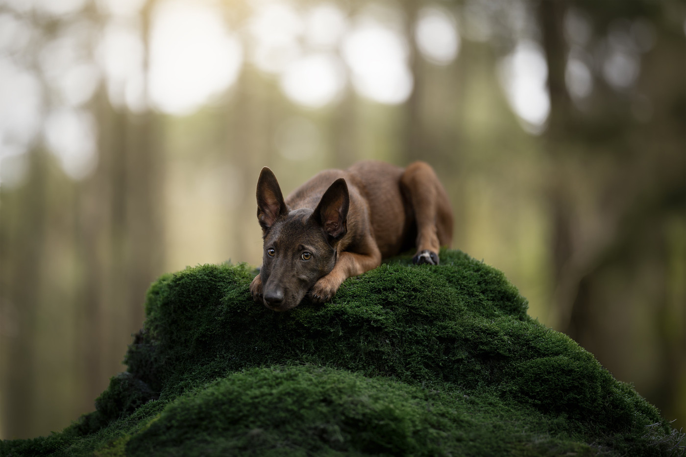 Collection 122 photo by Denise De Groen