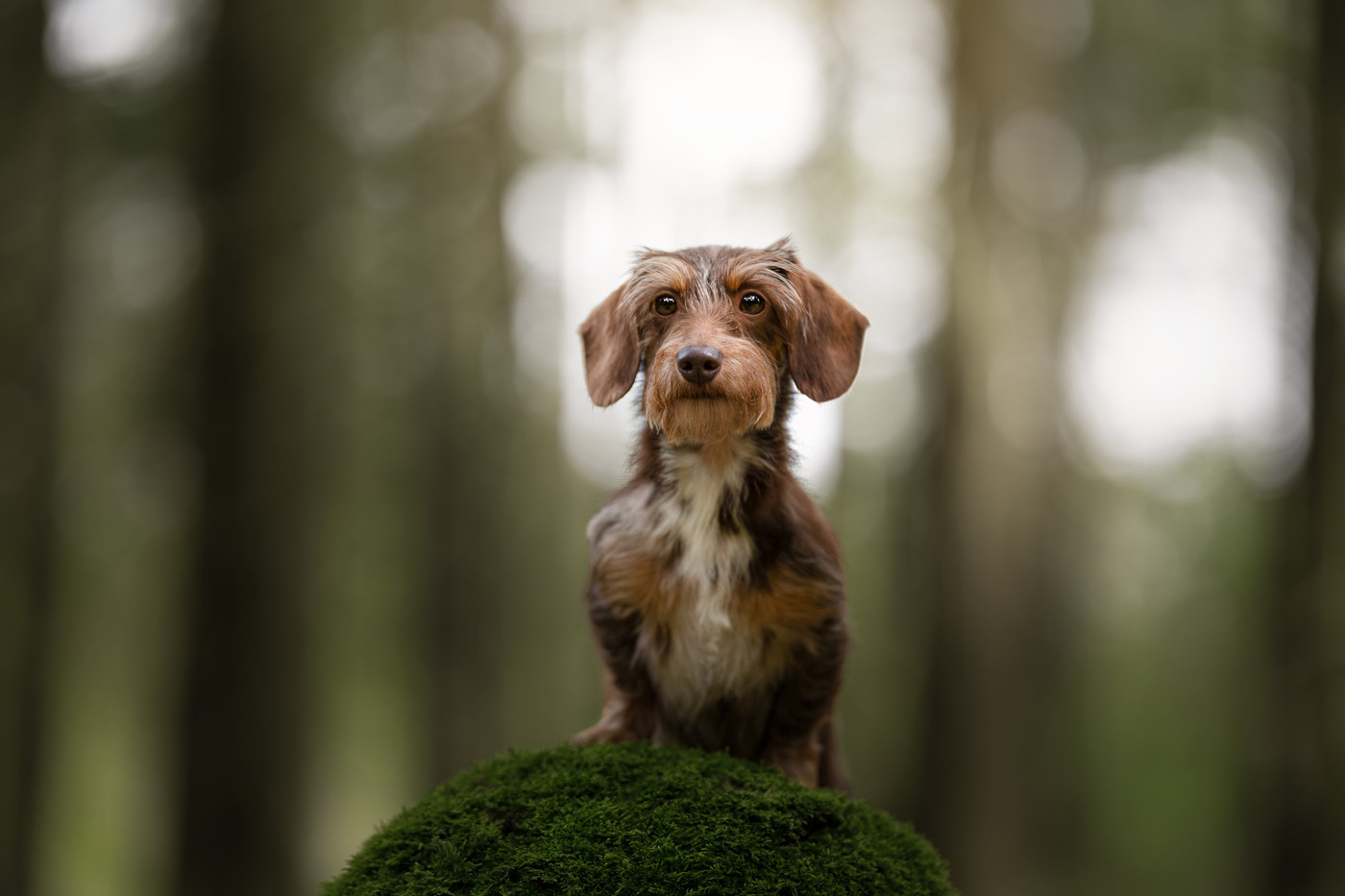 Collection 122 photo by Denise De Groen
