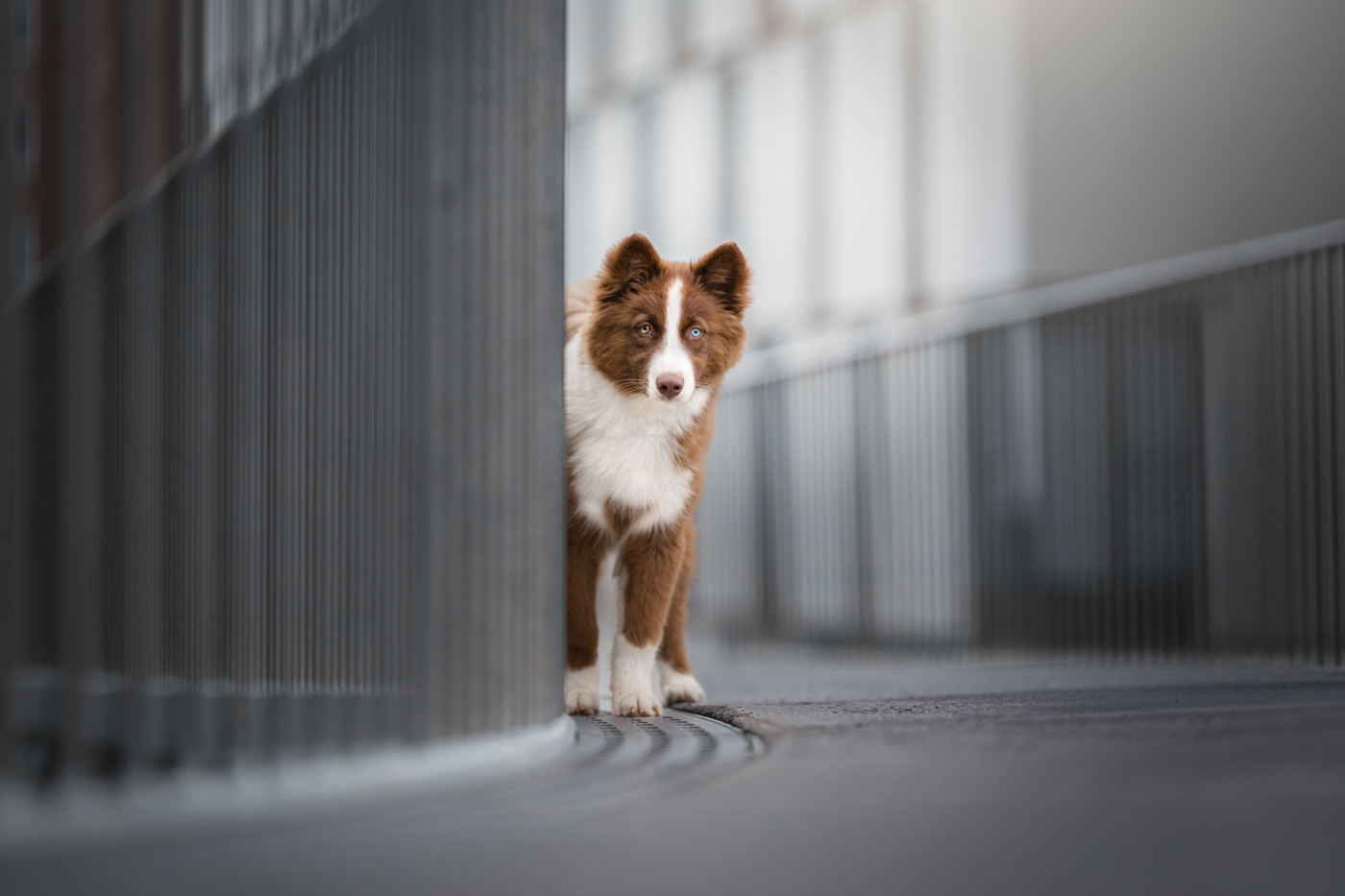 Collection 123 photo by Denise De Groen