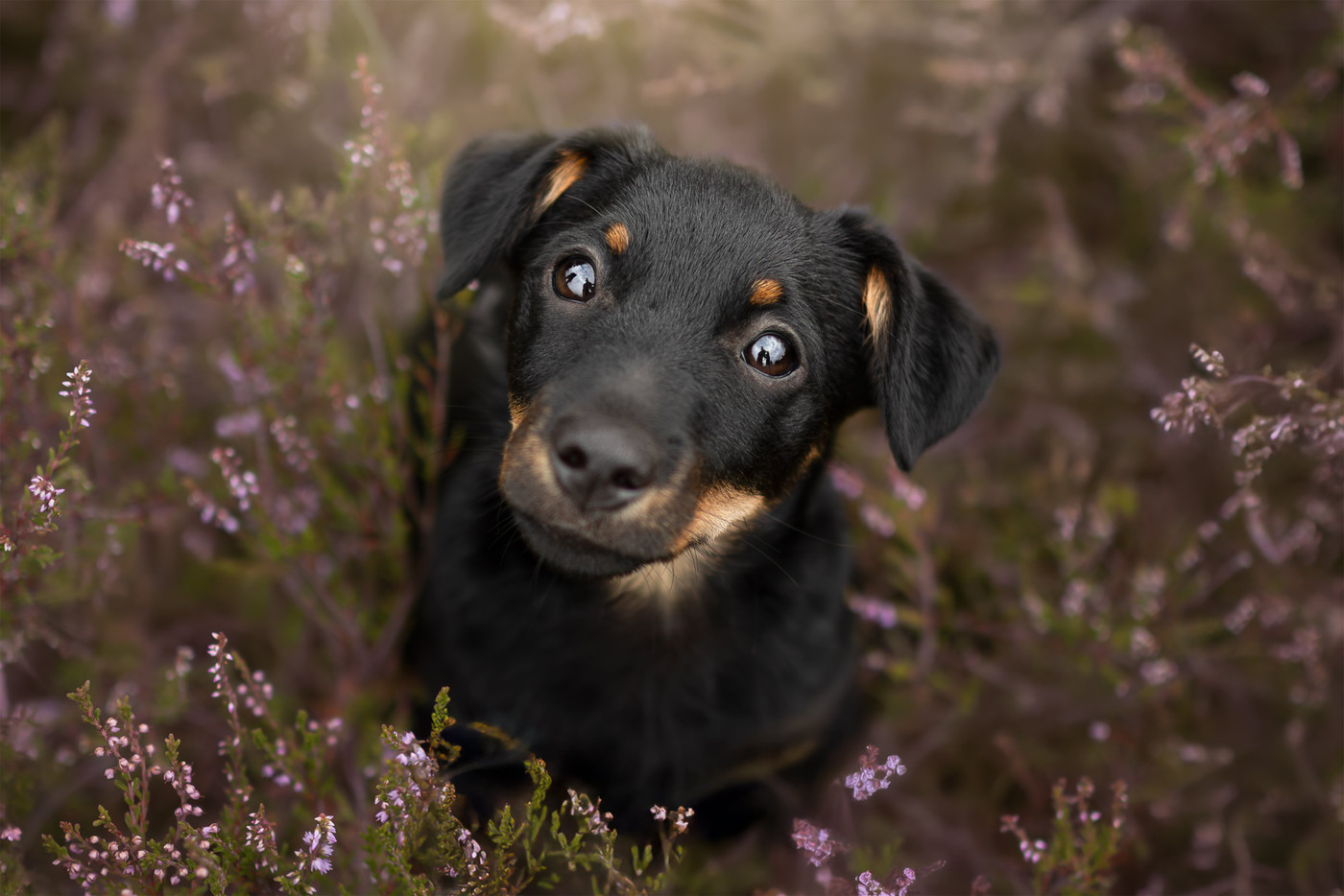 Collection 123 photo by Denise De Groen