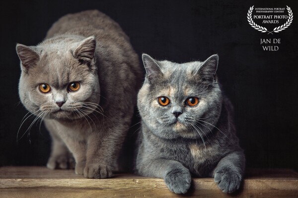 These two beautiful British Shorthair cats posed for a few moments in the studio. It wasn't really hard to make the pictures of the cats separately but together was a challenge.