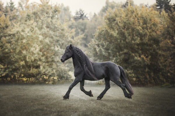 I had the pleasure of photographing a stunning Friesian stallion. Friesian horses are known for thei...