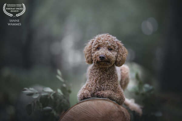 A poodle pupper during a lovely shoot in the woods.