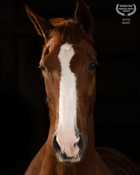 Beautiful chestnut mare Cherry loves to pose for the camera.