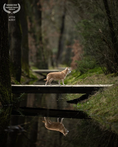 Little dog Dior on a little bridge in the Dutch forest