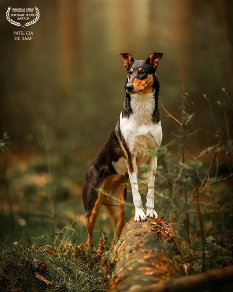 I was allowed to photograph this handsome dog in the beautiful forest, the sun shine a little throug...