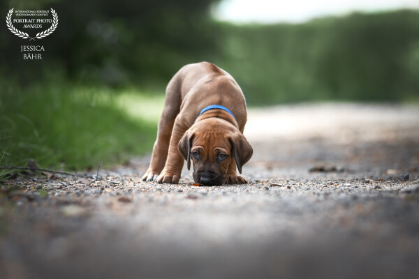 ein Ridgeback Welpe, stehend mit Kopf nach unten auf einem Schotterweg. Der Blick ist Richtung Betrachter des Bildes