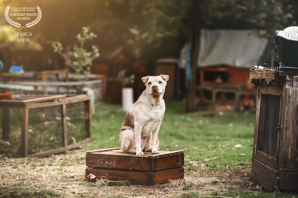 Hund sitzend auf einer Holzkiste, im Sonnenuntergang.