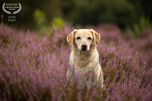 Labrador Winnie in the flowering heather on the Veluwe, Netherlands.