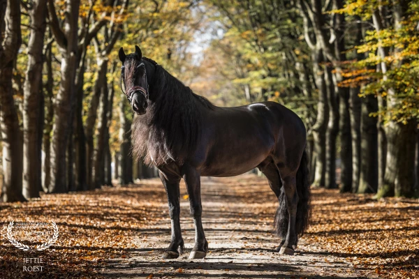 A great photo shoot with Friesian horse Ilias (Elias 494) in the sunny autumn forest. He really enjo...