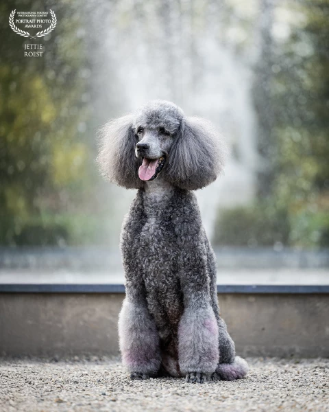 King poodle Adele on a beautiful estate on the Veluwe. Here she poses in front of a fountain.