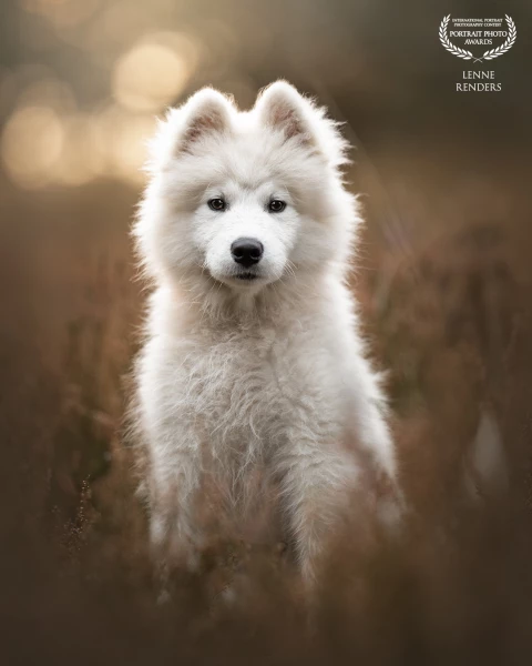 Sammie the Samoyed. What a fluffy little cutie! During the shoot she did amazing and I was totally i...