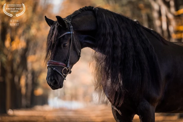 A great photo shoot with Friesian horse Ilias (Elias 494) in the sunny autumn forest. He really enjo...