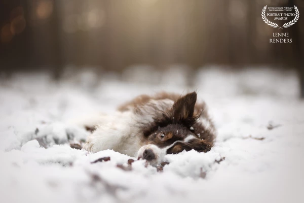 Beautiful little snow angel Skip. Skip couldn't get enough of the snow, she really loved to play in...