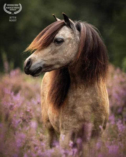 Beautiful miniature horse TenLs Madilyn in the Buff 'Mady' between the blooming heather on the Veluw...