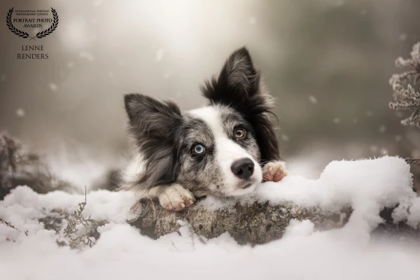 Amazing Zorah wanted to pose in front of my lens in the snow. It was so cold, but she did amazing! I...