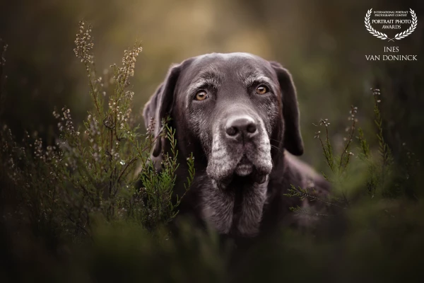 Lou, 11 year old brown Labrador. 
The owners contacted me for a photo shoot of their puppy, but old...