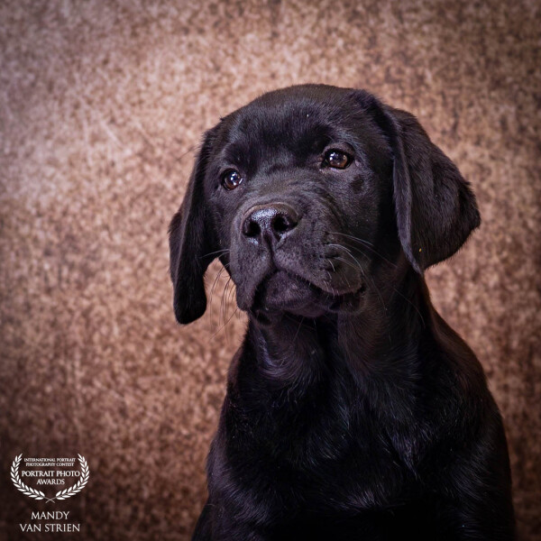 Ted 12 weeks. Sweet, sweet boy...
