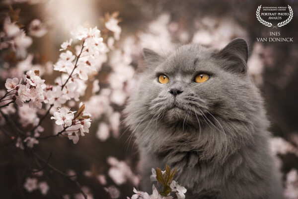 Here I was allowed to use our neighbors' blossom tree.
For our dog this location was not so suitabl...