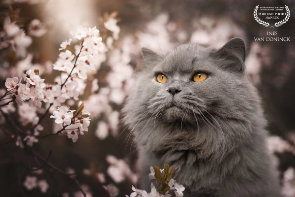 Here I was allowed to use our neighbors' blossom tree.
For our dog this location was not so suitabl...