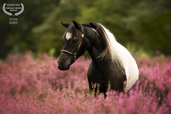 Beautiful miniature horse PC Desperado's Dancing Jacy among the blooming heather.