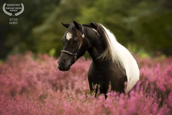 Beautiful miniature horse PC Desperado's Dancing Jacy among the blooming heather.