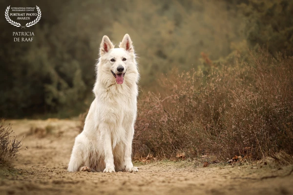 Look at this handsome swiss shepherd