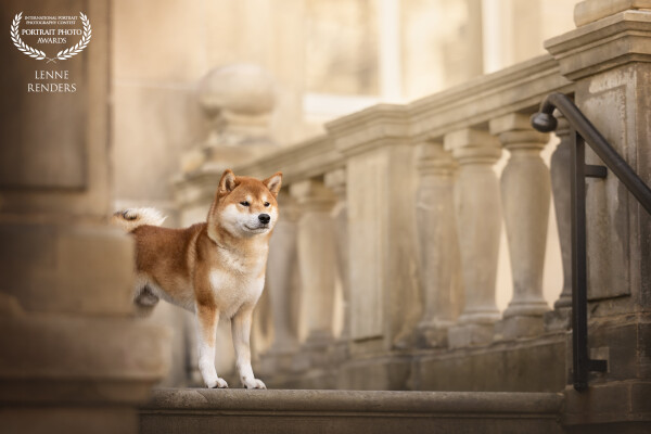 Shiba inu Neko was the best boy during the workshop I gave in the city. He absolutely loved all the attention!