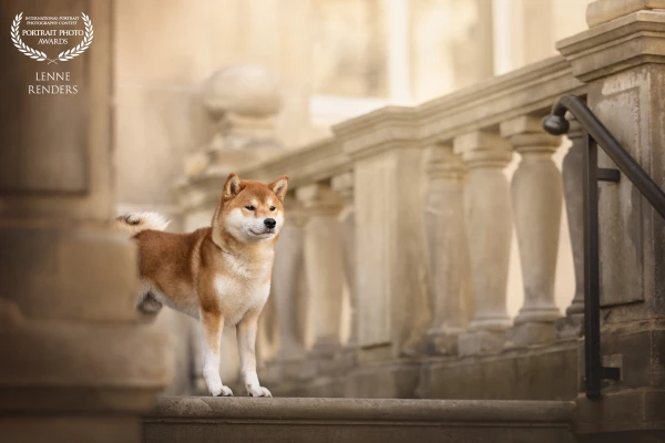 Shiba inu Neko was the best boy during the workshop I gave in the city. He absolutely loved all the attention!