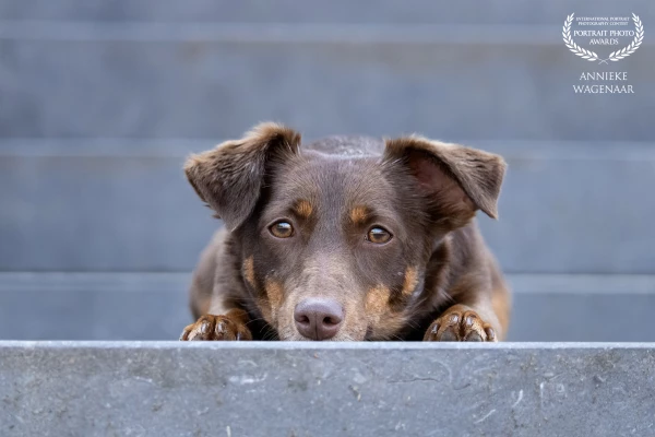I always wanted to do an urban photoshoot with my own dogs. This is one of our dogs, Yuki.
She trul...