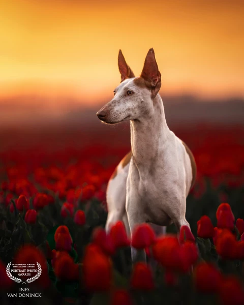 Beautiful tulip field 🌷