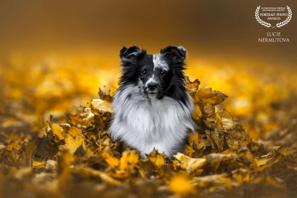 This photograph captures the playful charm of autumn. The dogs, partially hidden in a sea of colorful leaves, watches the world with curious eyes.